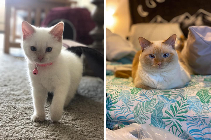 Before-After-Pet-Challenge