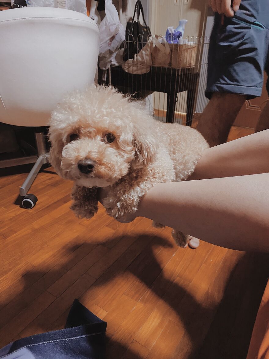 Unimpressed Doggo Unimpressed Doggo