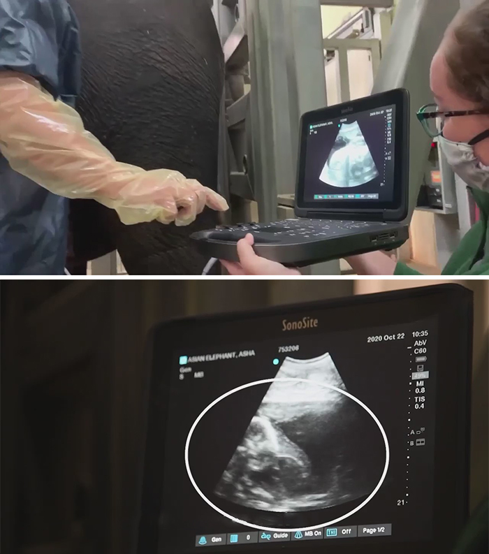 Zoo Shares An Ultrasound Of A Baby Elephant And People Find It Adorable