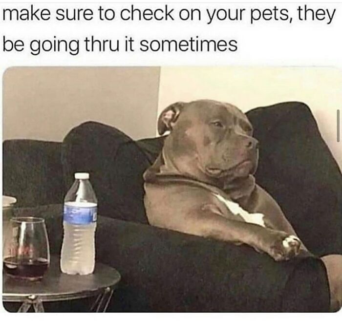 Make Sure To Check On Your Pets, They Be Going Thru It Sometimes