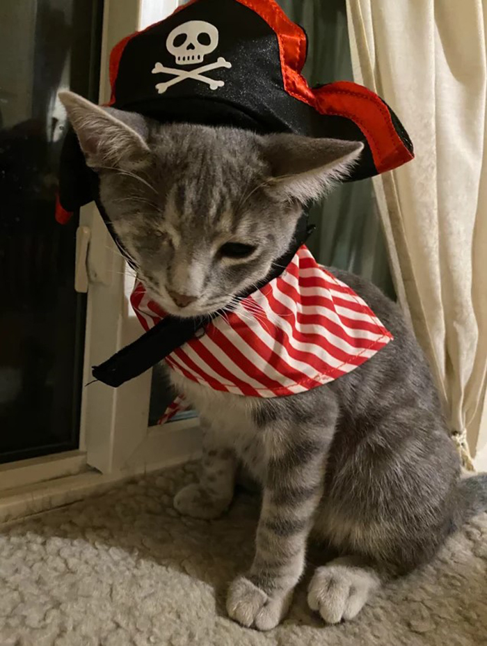 My One Eyed Kitten’s First Halloween And We Figured A Pirate Would Be The Perfect Costume For Him! (He Had An Eyepatch To Go With It But He Took It And Hid It Somewhere Lol)