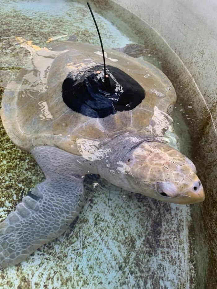 Sea Turtle Named Lou Learns To Swim Again After Losing Two Flippers In Fishing Nets