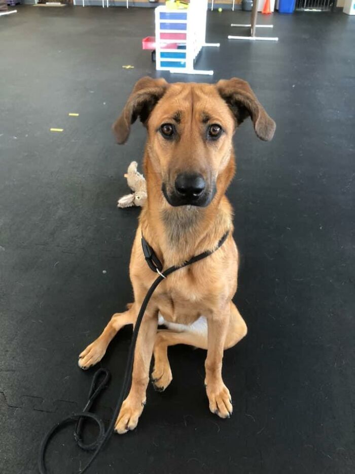 Hi! I’m Violet. My Mom Just Picked Me Up Friday From The Shelter. I Will Be 1 Next Month But I Still Have A Lot Of Learning To Do Because I’ve Spent More Than Half My Life In The Shelter. Anyway, I Earned My Kibble This Morning! I Saved Mom At 5am By Alerting Her To The Strange Dog In The Mirror!