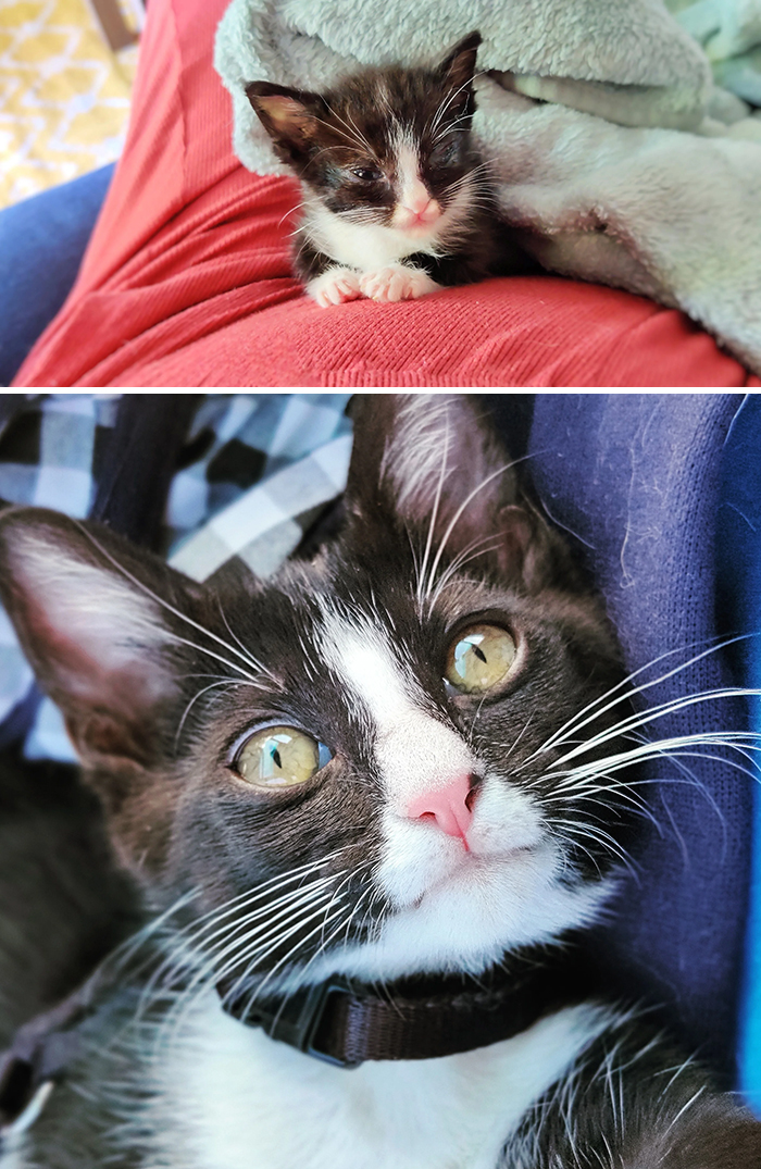 What 6 Weeks In Foster Care Does For A Skinny, Crusty, Poopy Kitten. I Love Sending Happy, Healthy Kittens To Their Forever Homes