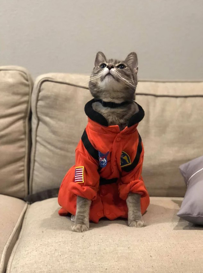 Our Cat Is Named After A Space Telescope, Hubble - So It Was Only Fitting. Happy Halloween!