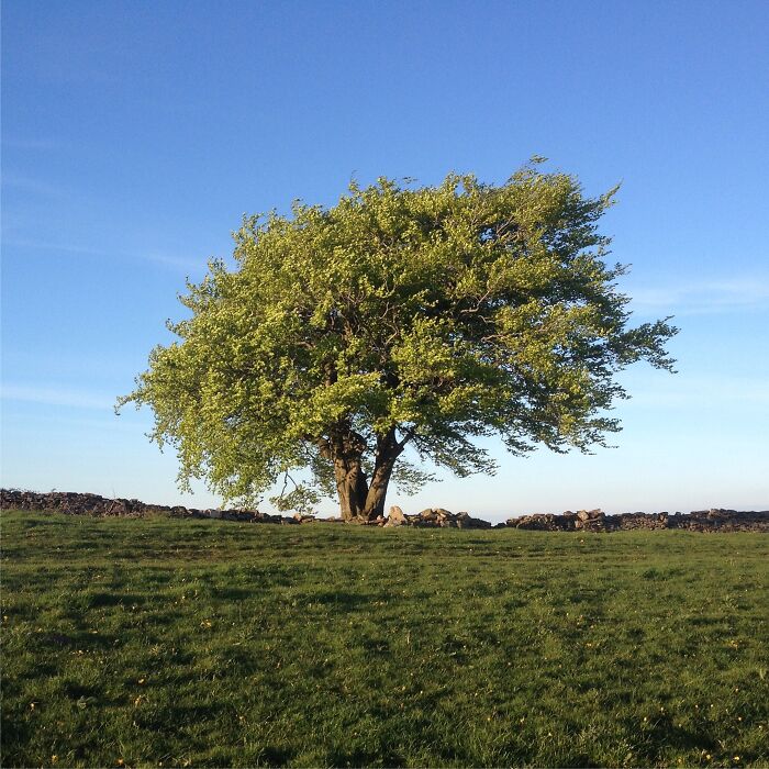 The Folly Tree. Pontypool. Wales