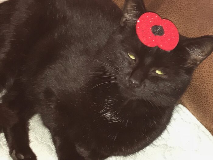 I Dressed As My Normal Self. I Couldn’t Possibly Show You That Image - Too Scary, She Here’s Walter Modelling A Remembrance Day Poppy.
