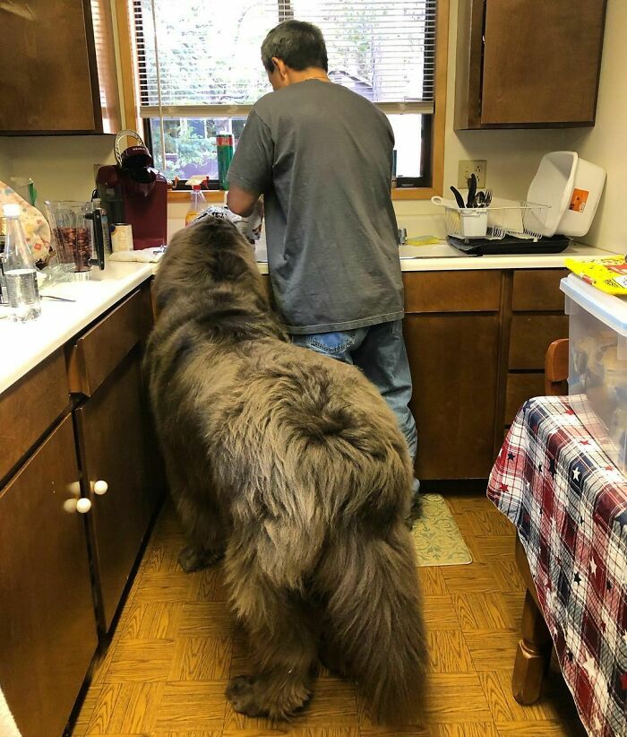 Shinji Being Helpful In The Kitchen At The Cabin