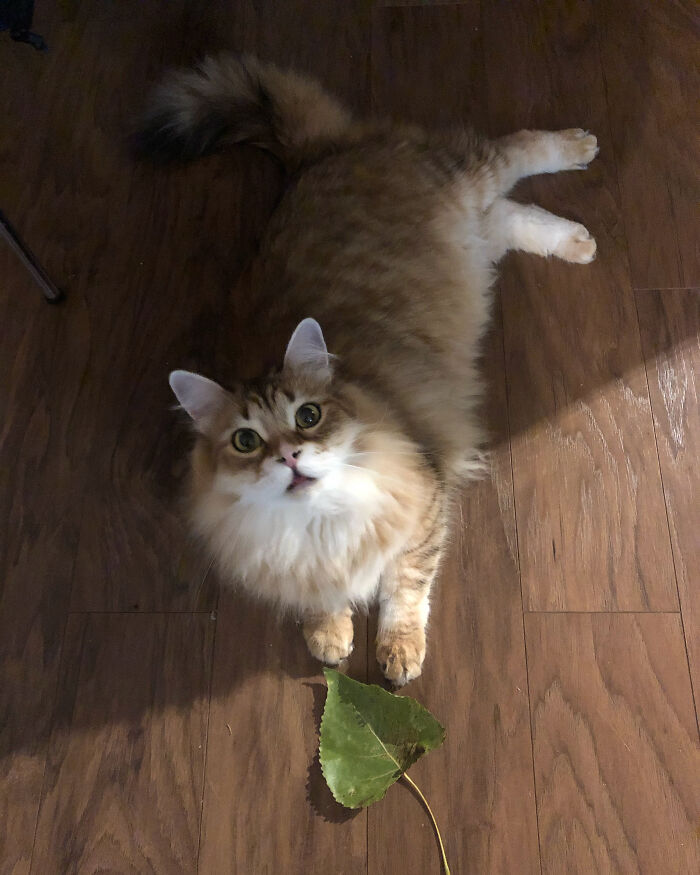 This Is Bumi The Leafhunter. He Brings Me Gifts Every Day, Preferably Leaves.