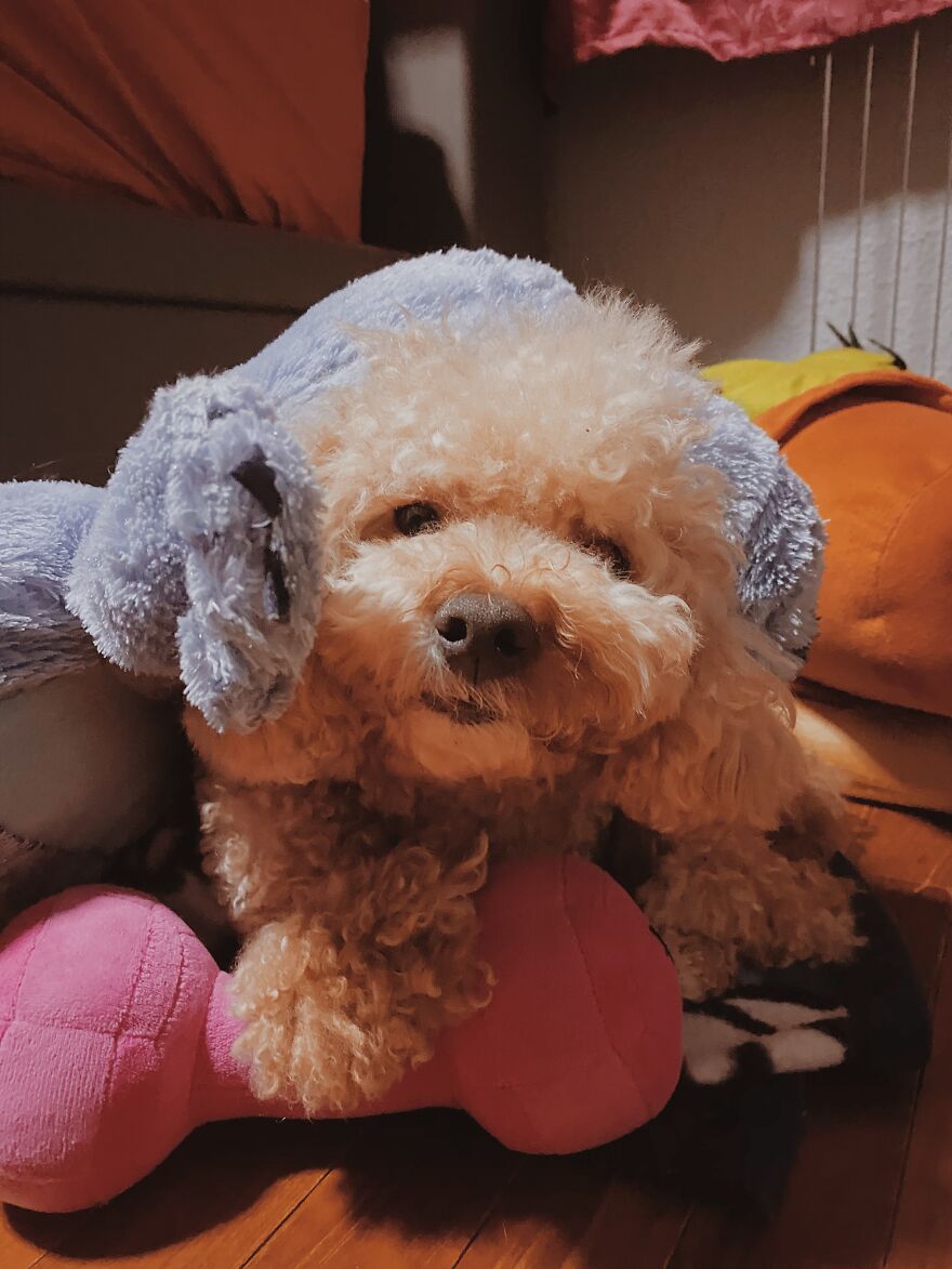 Unimpressed Doggo Unimpressed Doggo