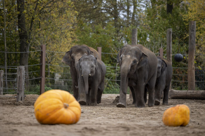 This Animal Park In Belgium Decided To Surprise Its Animals With Halloween-Themed Treats