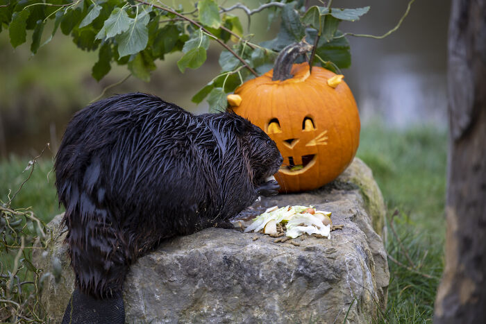 This Animal Park In Belgium Decided To Surprise Its Animals With Halloween-Themed Treats