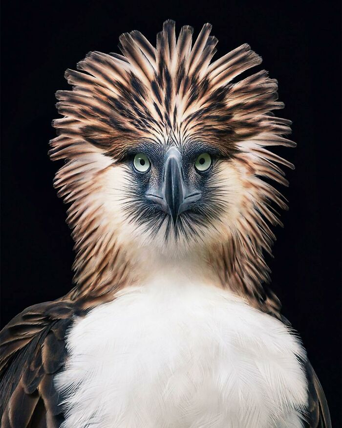 The Philippine Eagle