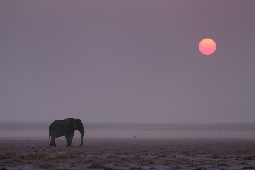 Elephant Sunset On Etosha Pan