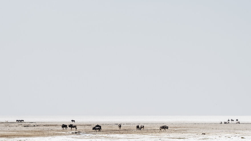 Wildebeest On Edge Of Pan