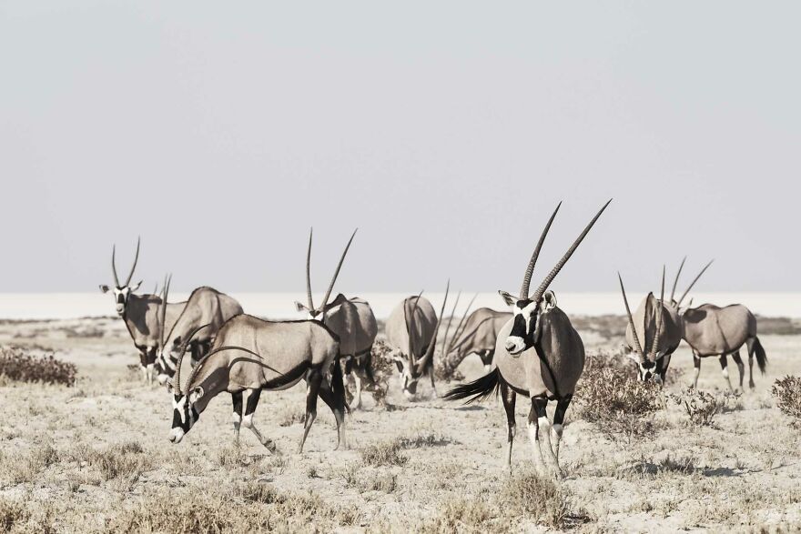 Gemsbok/Oryx Grazing