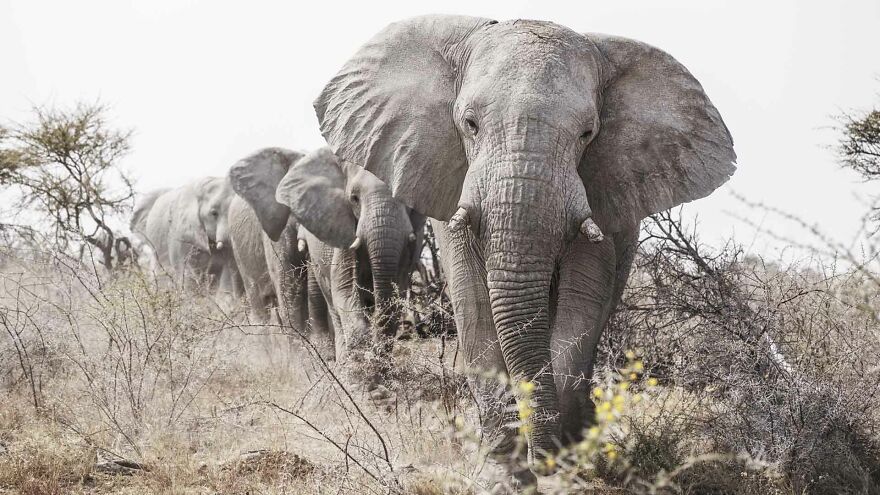 Five Marching Bull Elephants