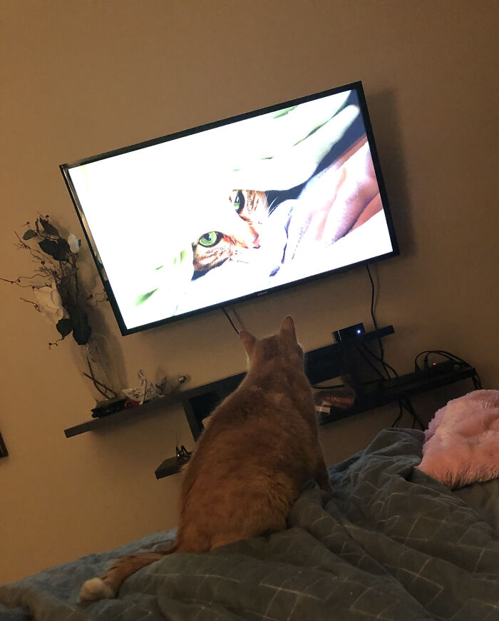 My Cat (Heidi) Watching Her ‘Favorite Show’ ... On Repeat❣️