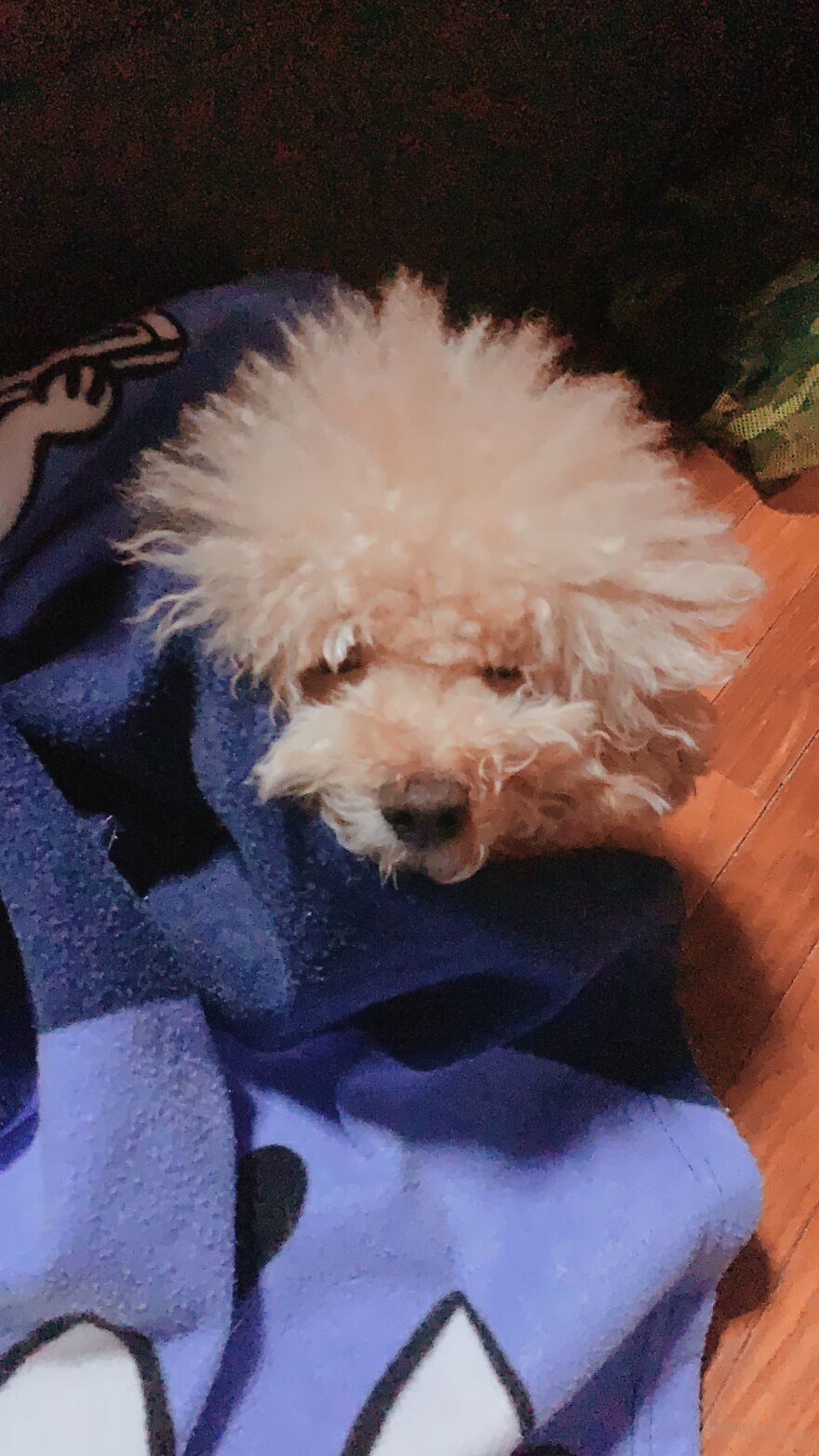 Unimpressed Doggo Unimpressed Doggo
