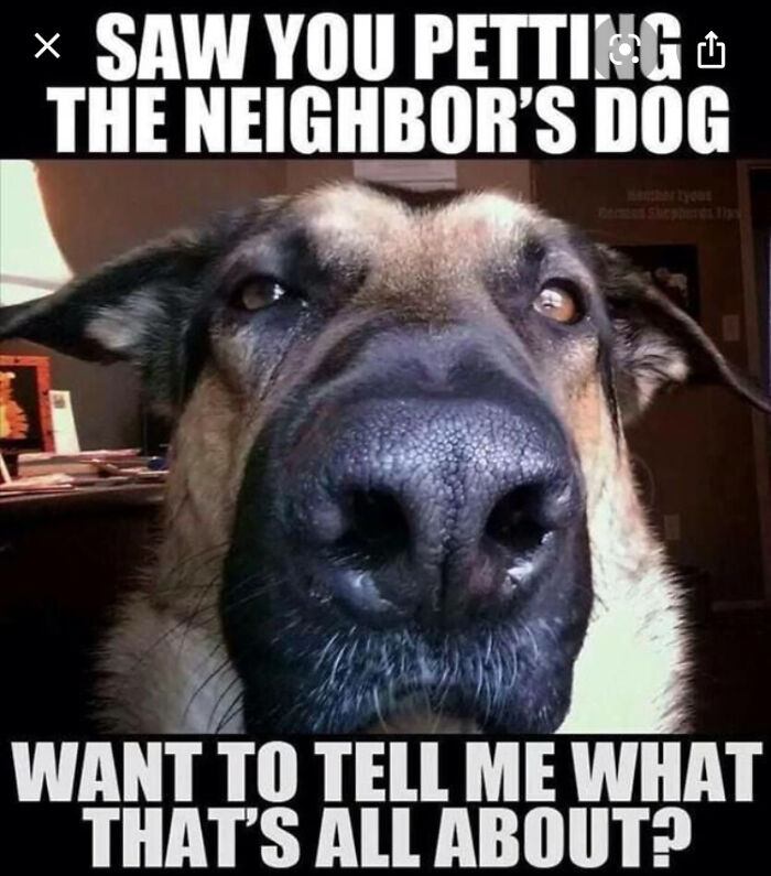Every Dog Ever- 🤣