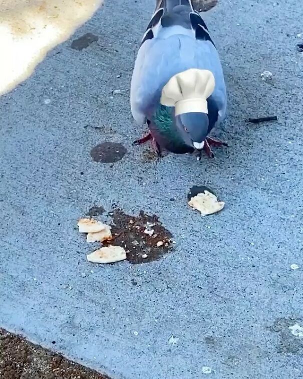 Italian pigeons are the best 🇮🇹
By @pablo.rochat 🍕