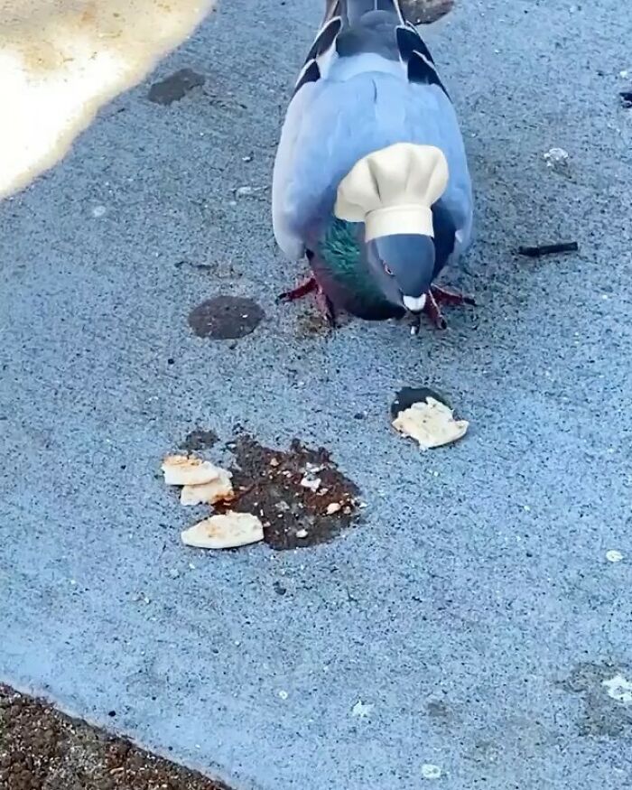 Italian Pigeons Are The Best