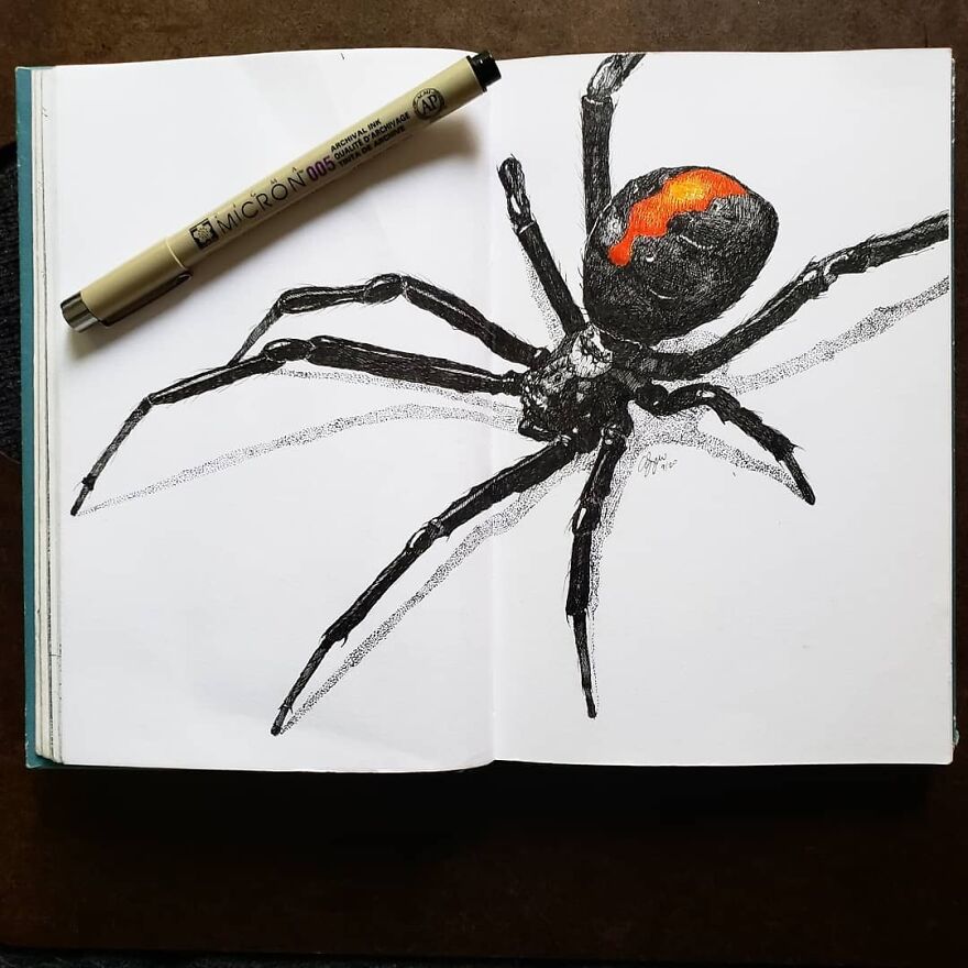 Spiders Are Amazing Creatures And I Never Get Tired Of Drawing Them