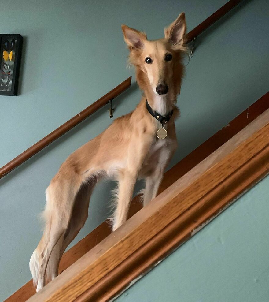 Meet Cleo, The Dog Known As The "Giraffe Dog" That Is Enchanting The Internet