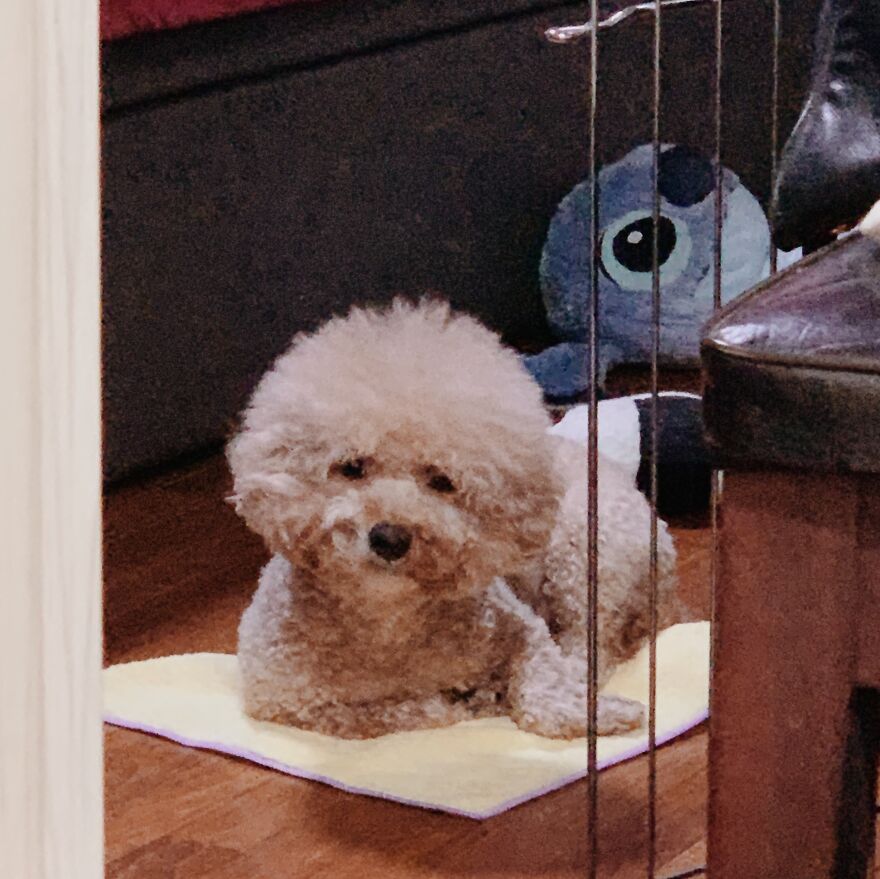 Unimpressed Doggo Unimpressed Doggo