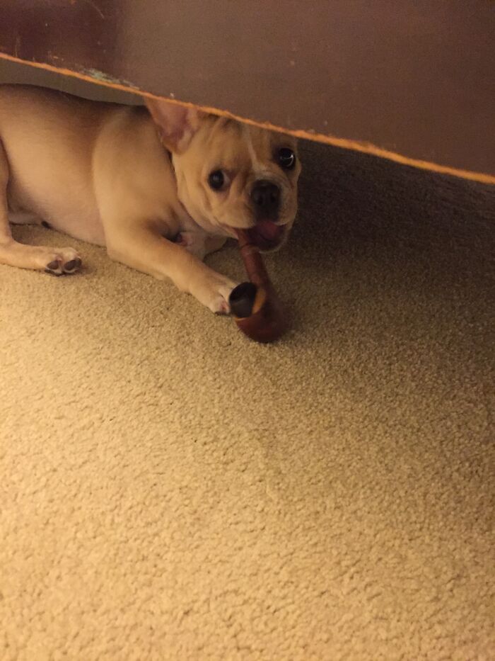 Caught My Dog Under The Bed After She Stole A Pipe