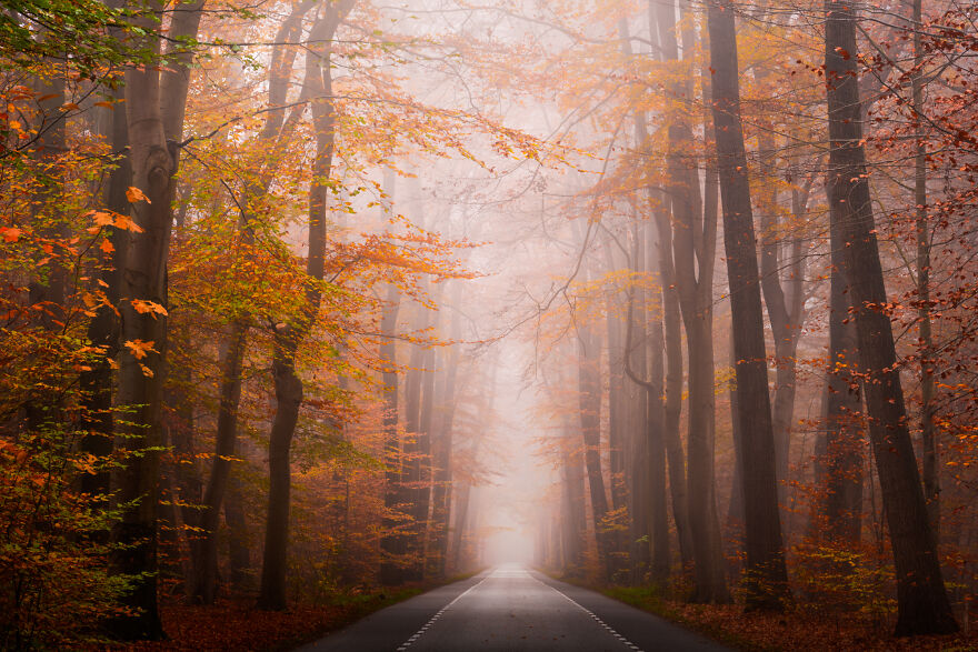 I Photograph Misty Forest Roads