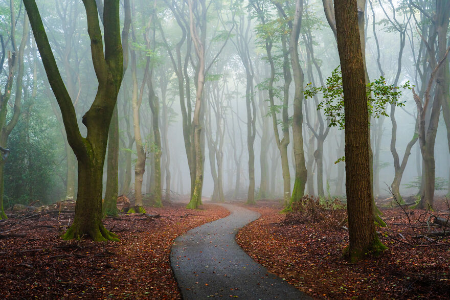 I Photograph Misty Forest Roads