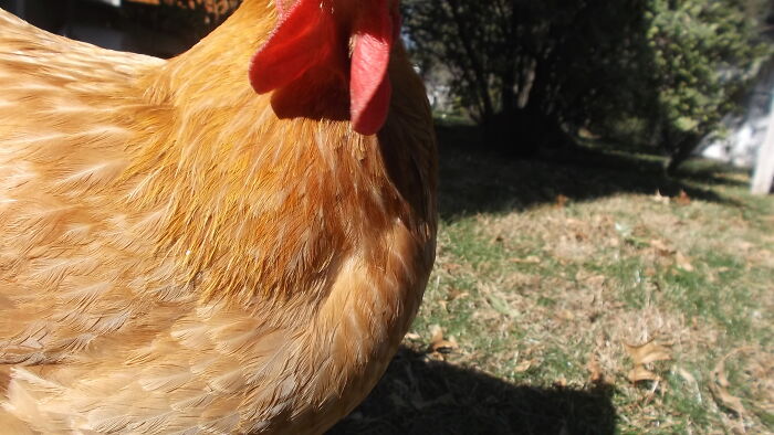 Here's A Wonderful Picture Of My Chicken, Pollito