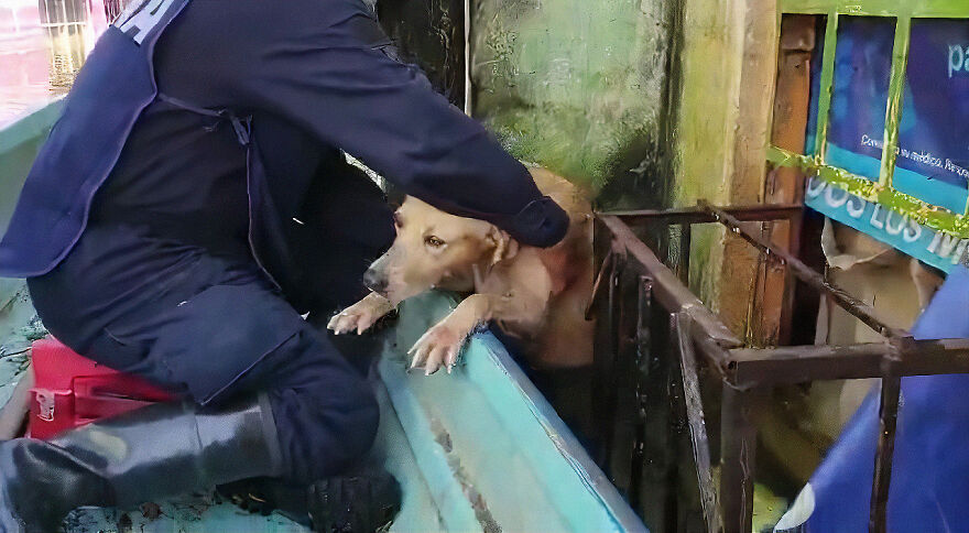 Dog Saved From Flood In Mexico, Gets Taken In By The Mexican Marines Who Saved Him