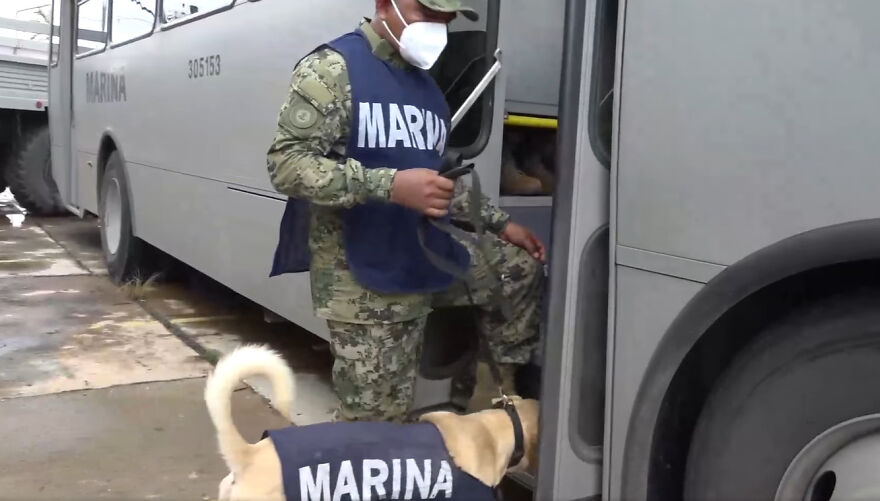 Dog Saved From Flood In Mexico, Gets Taken In By The Mexican Marines Who Saved Him
