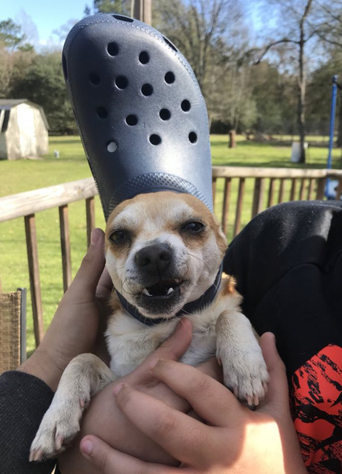 39 Pets Looking Like Popes With Slippers On Their Heads