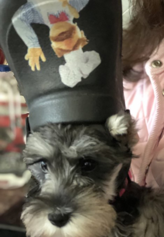39 Pets Looking Like Popes With Slippers On Their Heads