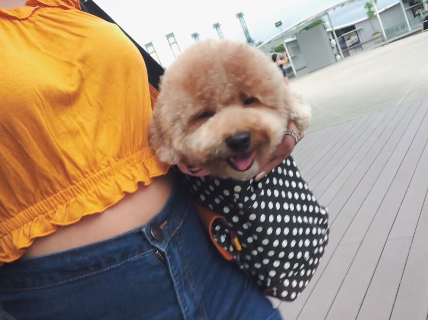 Unimpressed Doggo Unimpressed Doggo