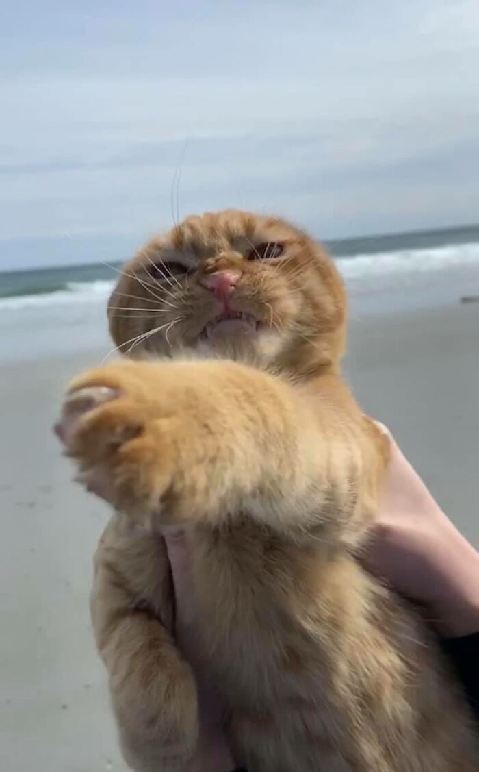 Cat Visits The Beach For The First Time And Has Very Strong Opinions About It