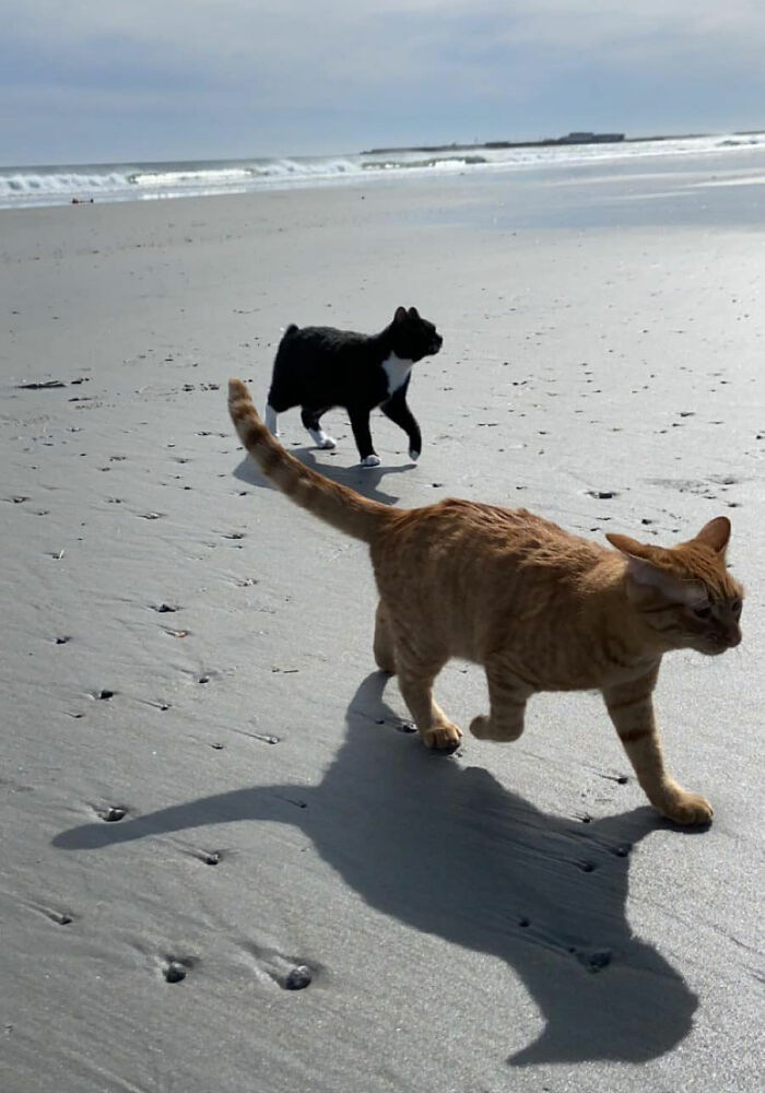Cat Visits The Beach For The First Time And Has Very Strong Opinions About It