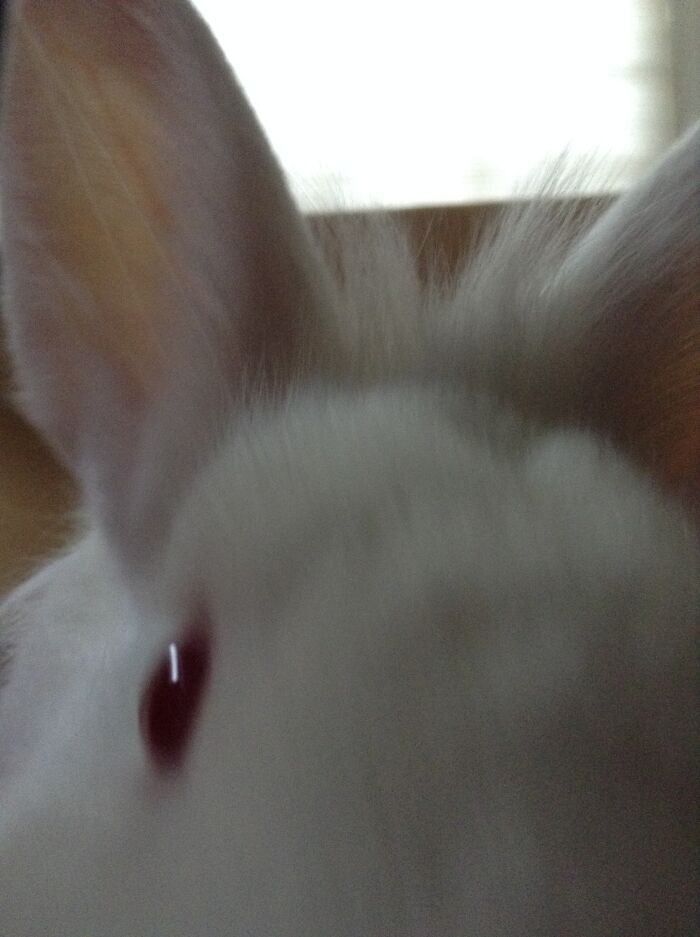 My Sweet Bunny Checking Out The Camera