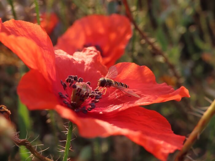 Hoverfly On Poppy Seed