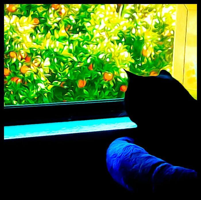 A Photo Painting Of My Cat Jiji Looking Outside At The Orange Tree