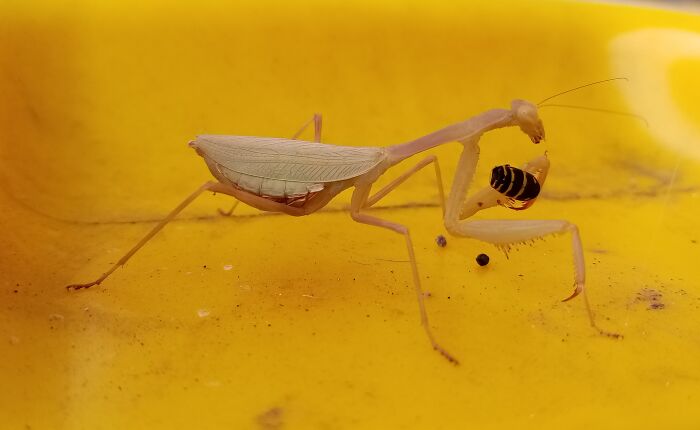 Just A Mantis, Casually Dismantling A Wasp On My Recycle Bin.
