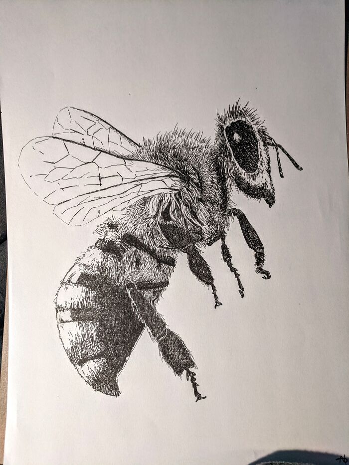 The Honey Bee I Drew When I Was 13