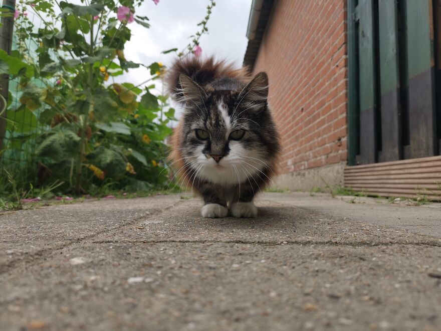 Garden + Cat