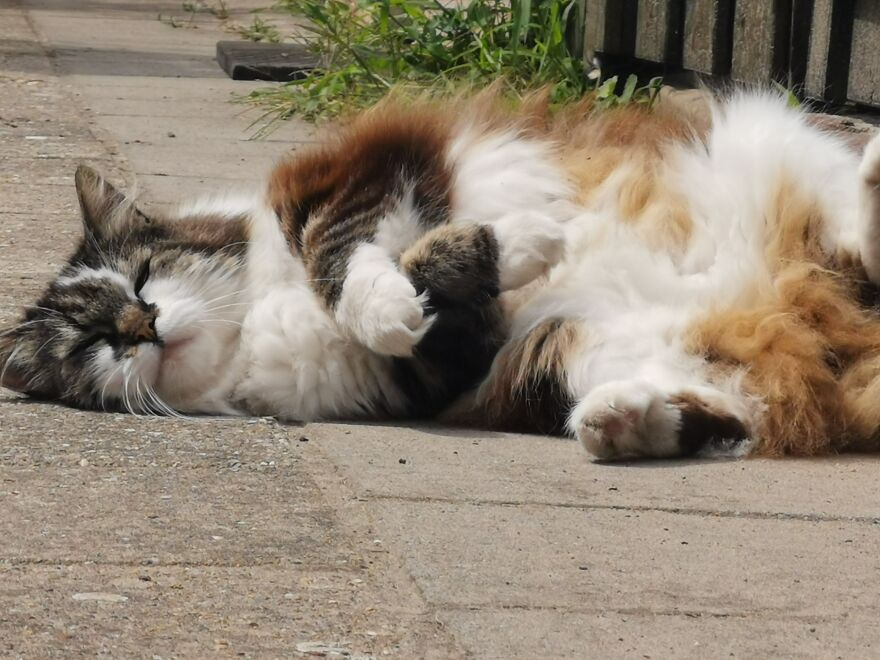 Garden + Cat