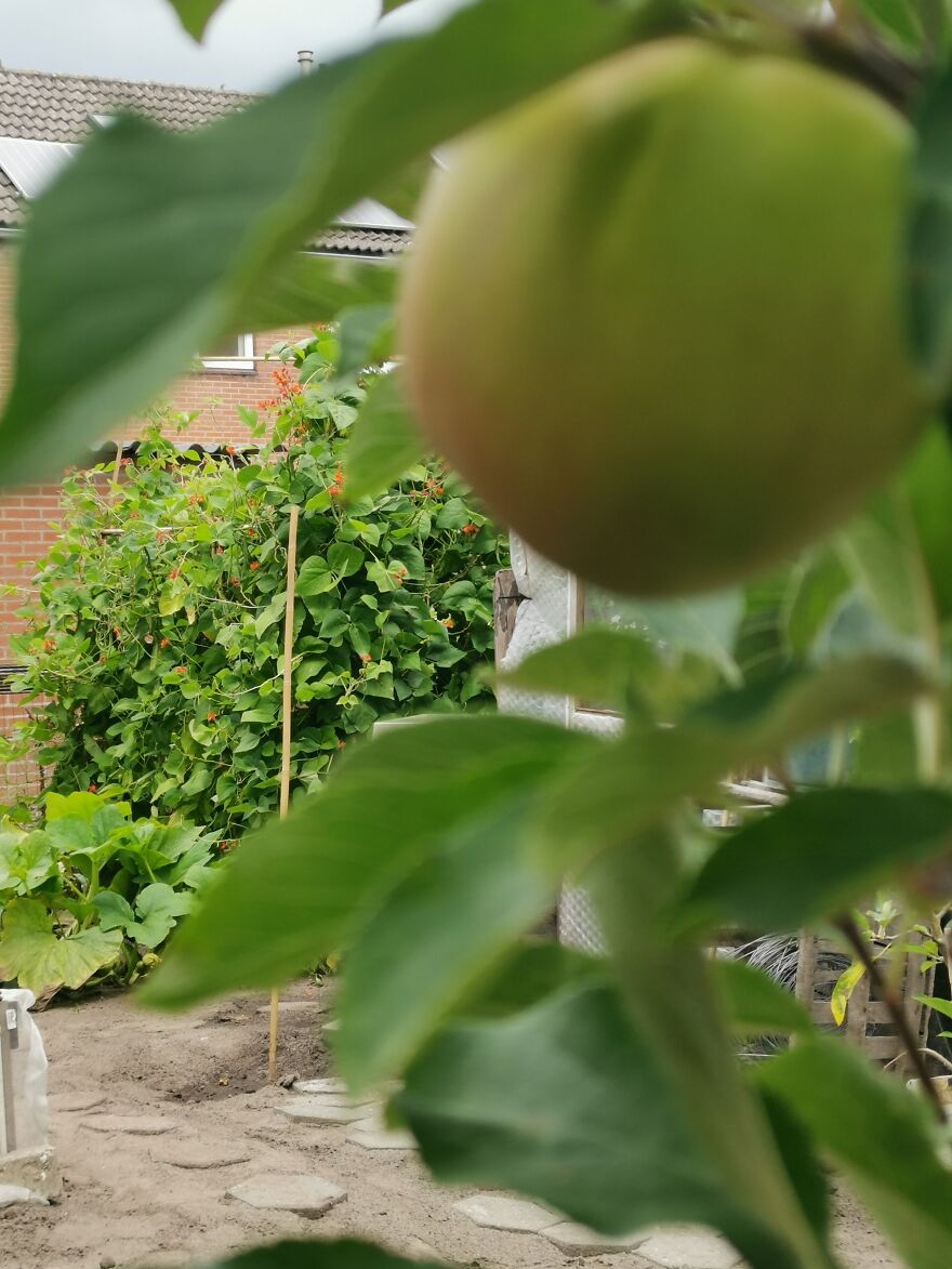 Garden + Cat