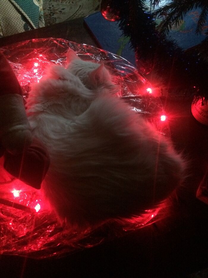 My Cat Loves To Sleep Under The Warm Christmas Lights