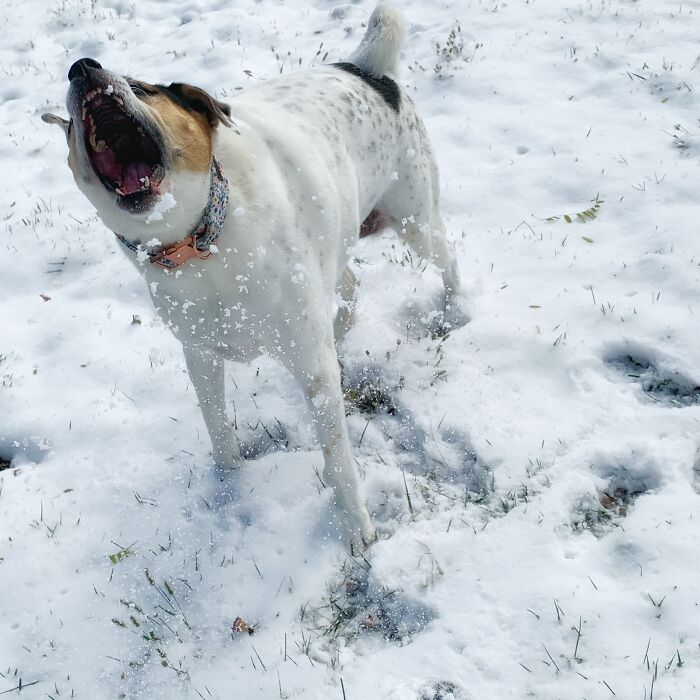 My Chonky Doggo, Zoey. She Loves Snow.